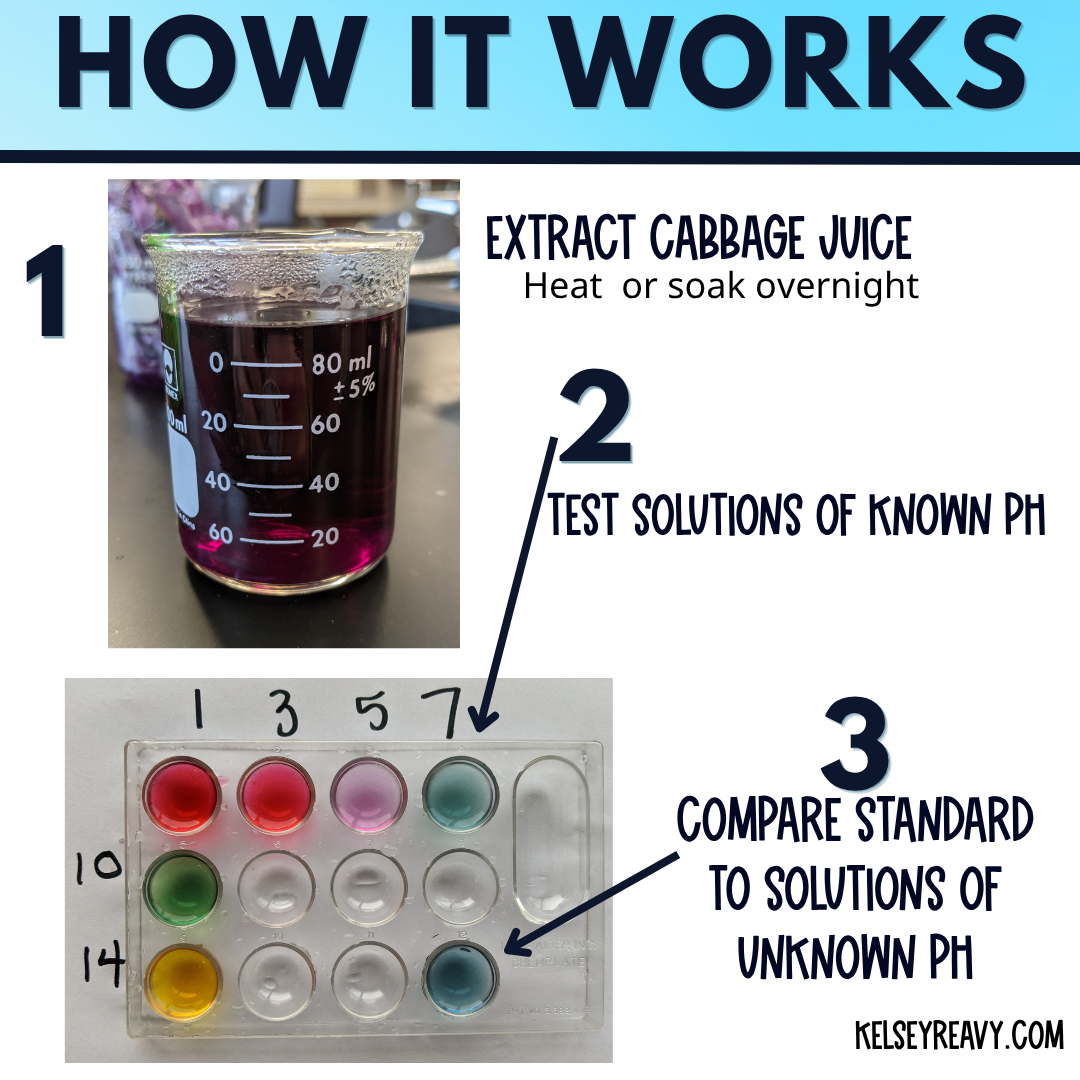 Red Cabbage Acid Base Indicator Lab Activity High School Chemistry